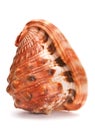 Mollusk brown shell Royalty Free Stock Photo