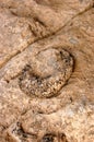 A mollusk fossil from the Devonian period