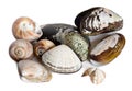 Mollusk marine shells Royalty Free Stock Photo