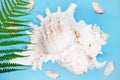 Mollusk shell close-up on a blue background, Royalty Free Stock Photo