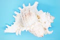 Mollusk shell close-up on a blue background, Royalty Free Stock Photo