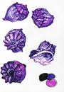 Mollusk shells of rapans of violet color from different sides with pebbles, watercolor sketch, illustration, isolate Royalty Free Stock Photo