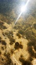 Mollusks and algae under water Royalty Free Stock Photo