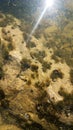 Mollusks and algae under water Royalty Free Stock Photo