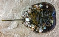 Mollusks attached to the shell of a horseshoe crab and washed up by a storm on the sandy shore of a beach near Brighton Beach