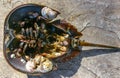 Mollusks Crepidula (Gastropoda) attached to the shell of a horseshoe crab Royalty Free Stock Photo