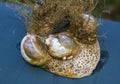 Mollusks Crepidula (Gastropoda) attached to the shell on the sandy shore of a beach near Brighton Beach