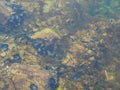 Mollusks among stones and algae under water Royalty Free Stock Photo