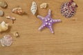 Mollusks on wooden table close up. Seashells on an old wooden table with copy space for text Royalty Free Stock Photo