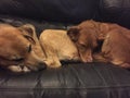 Molly and Freki, two rescue dogs, sleep on the couch.