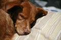 Sleeping dog, head only. Royalty Free Stock Photo
