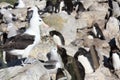 Mollymauk or Black-browed albatross in a rockhopper penguin colony, Falkland Islands Royalty Free Stock Photo