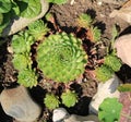 Molodilo SempervÃÂ­vum, a stone rose