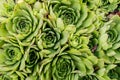 Molodilo or a stone rose in people is called hare cabbage. Succulent cactus. Green plant for natural background. Top view, close