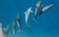Molokini Dolphins Royalty Free Stock Photo
