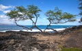 Molokini between the Trees Royalty Free Stock Photo