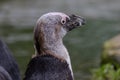 The Molt of the African Penguin