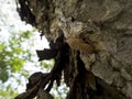 Molt of Cicada Royalty Free Stock Photo