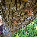 Molt of Cicada on tree bark Royalty Free Stock Photo