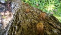Molt of Cicada on tree bark Royalty Free Stock Photo