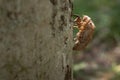 Molt of cicada on tree bark