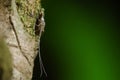 Molt of mayfly Royalty Free Stock Photo