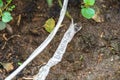 Molt snake skin on ground