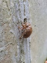 Molted common cicada bug shell clinging onto wall