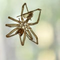 Moulted exoskeleton of a spider. Backlit in window. Royalty Free Stock Photo