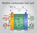 Molten carbonate fuel cells. Education infographic. Vector design.