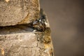 Molten piece of plastic in the cracked corner of a stone wall