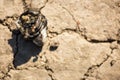 Molten piece of plastic on dry ground