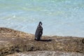 African penguin on a rock