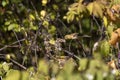 American Goldfinch (Spinus tristis) Royalty Free Stock Photo