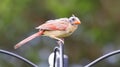 Molting Bald Female Cardinal on Shepherds Hook Green Background Red Song Bird