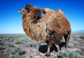 Molting brown bactrian camel