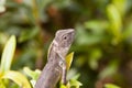 Molting chameleon