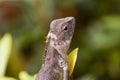 Molting chameleon