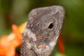 Molting chameleon