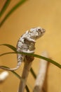 Molting chameleon