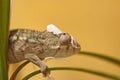 Molting chameleon