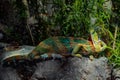 Molting chameleon with natural green leaves