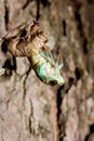 Molting Cicada Royalty Free Stock Photo