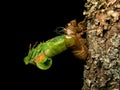 Molting Cicada Royalty Free Stock Photo