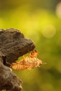 Molting cicada