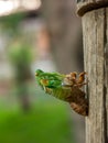 Molting Cicada Royalty Free Stock Photo