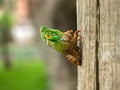 Molting Cicada