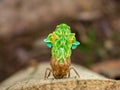 Molting Cicada Royalty Free Stock Photo