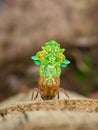 Molting Cicada