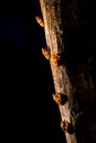 molting cicada strategy, Cicada insect stick on trees, Cicadas in the wildlife nature in black background